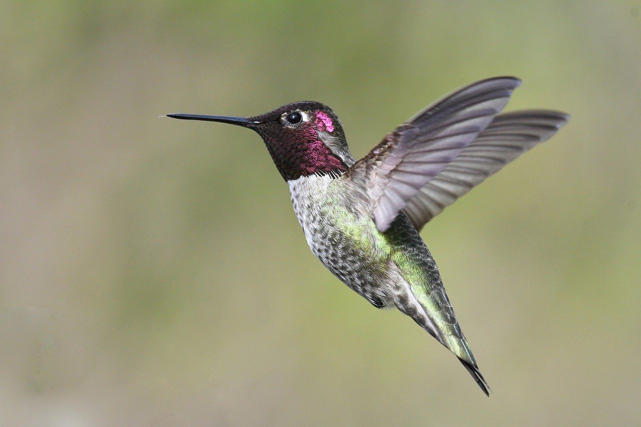 Flying Hummingbird